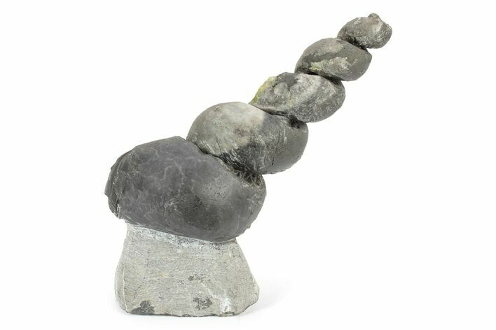 Devonian Fossil Gastropod Internal Mold - Issoumour, Morocco #243679